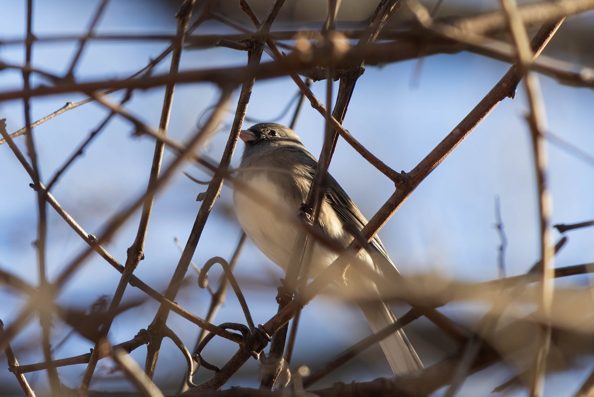 Dark-eyed Junco - ML646694231