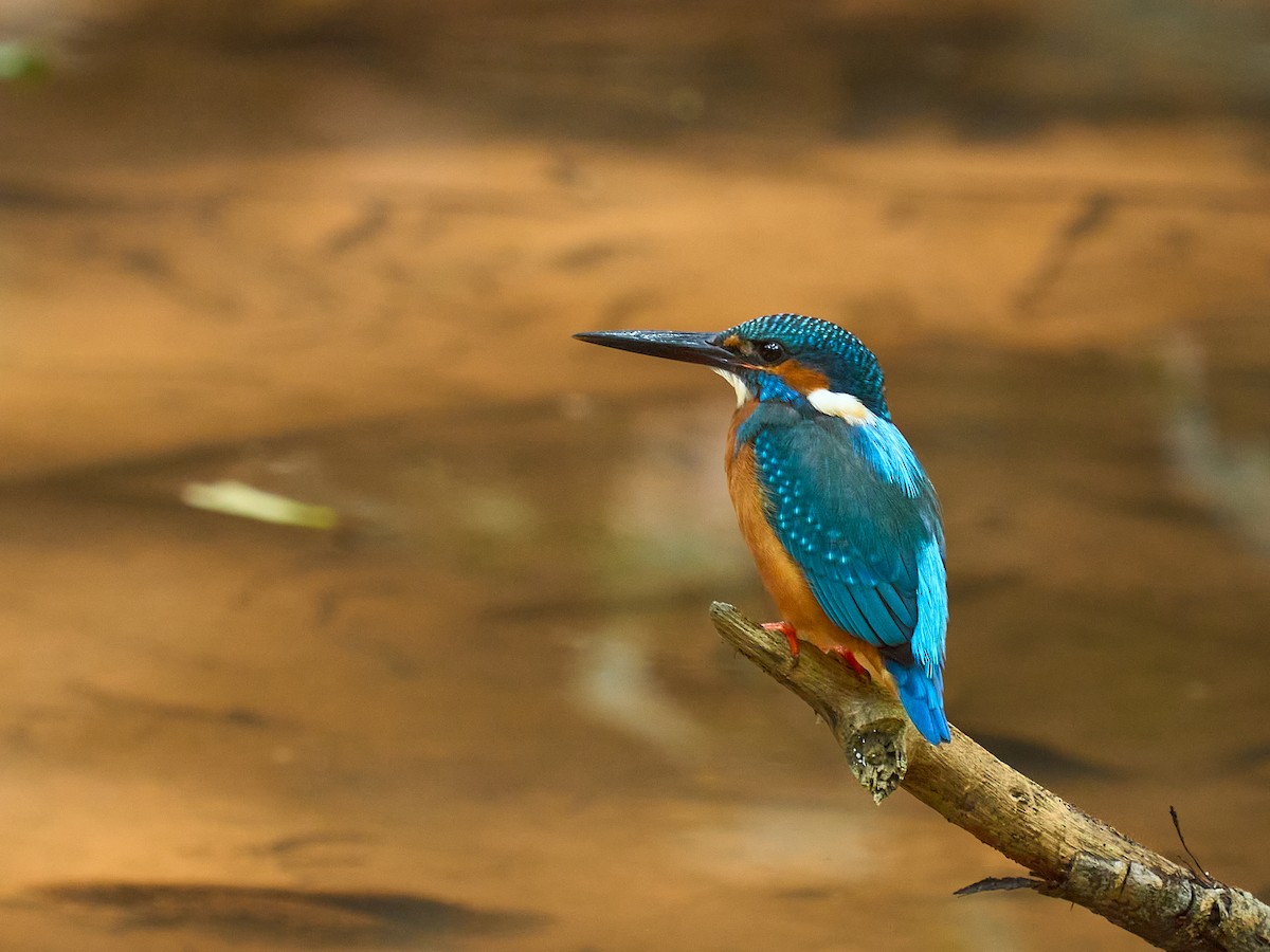 Common Kingfisher - ML646694233