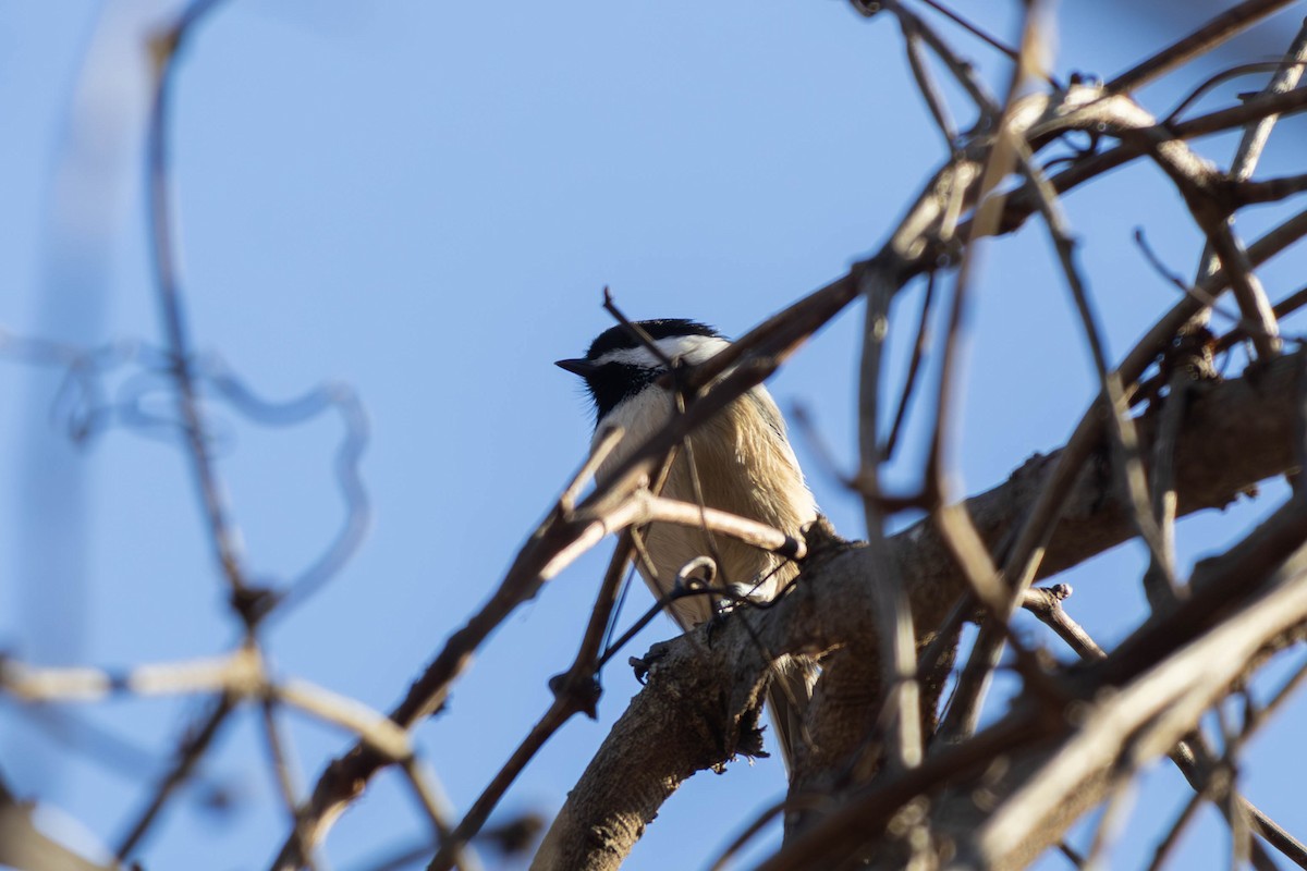Black-capped Chickadee - ML646694234