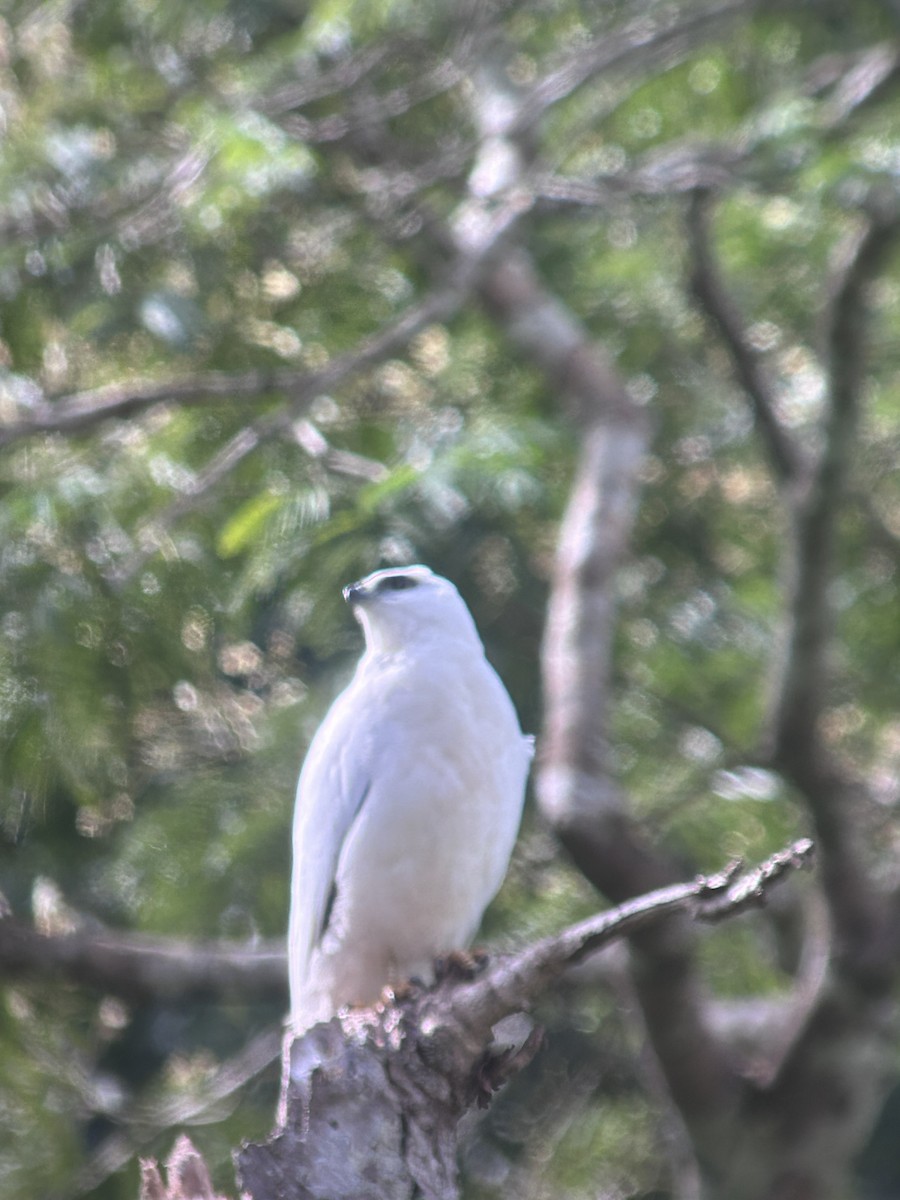 White Hawk - ML646694235