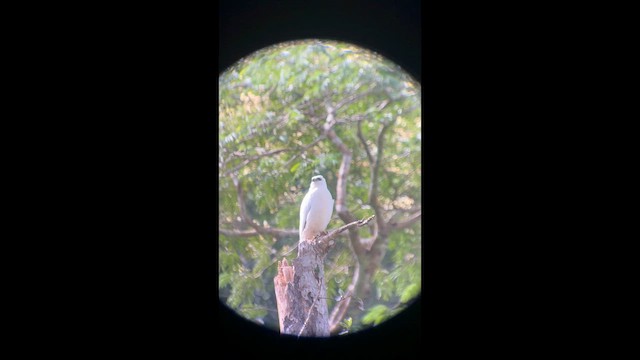 káně pralesní - ML646694236