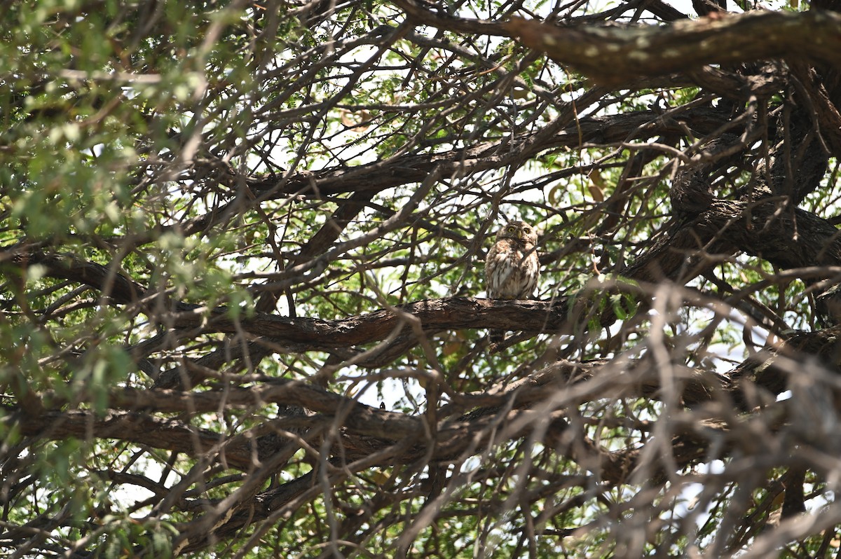 Pearl-spotted Owlet - ML646694237