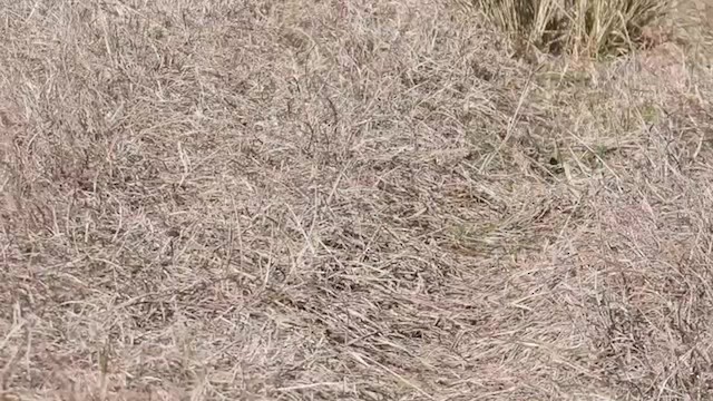 linduška prérijní - ML646694238