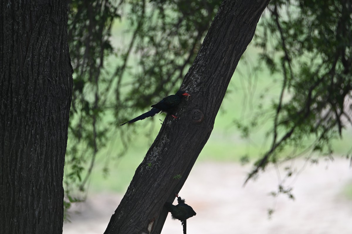 Green Woodhoopoe - ML646694240