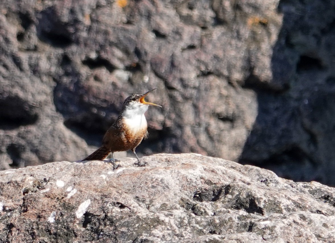 Cucarachero Barranquero - ML646694241