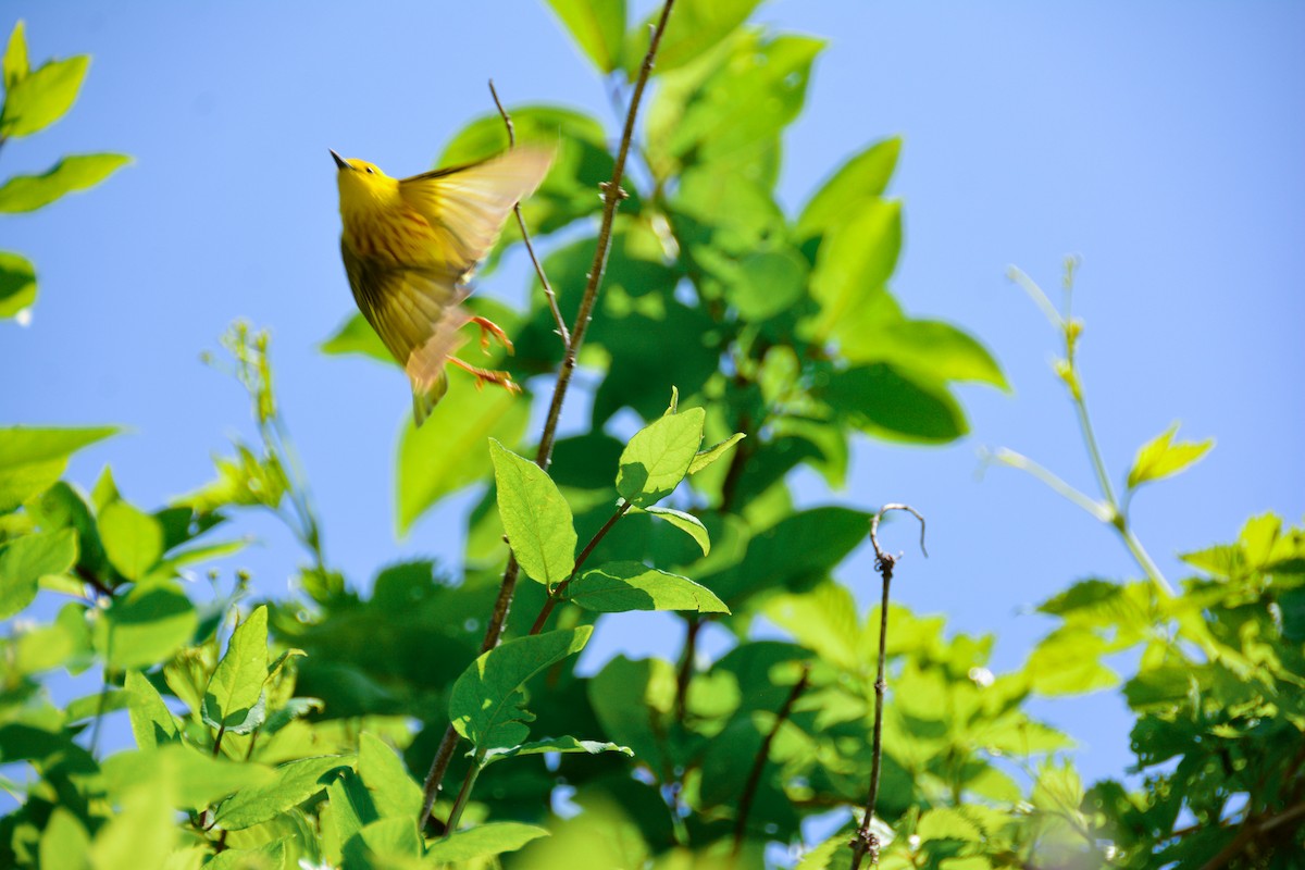Northern Yellow Warbler - ML646694244