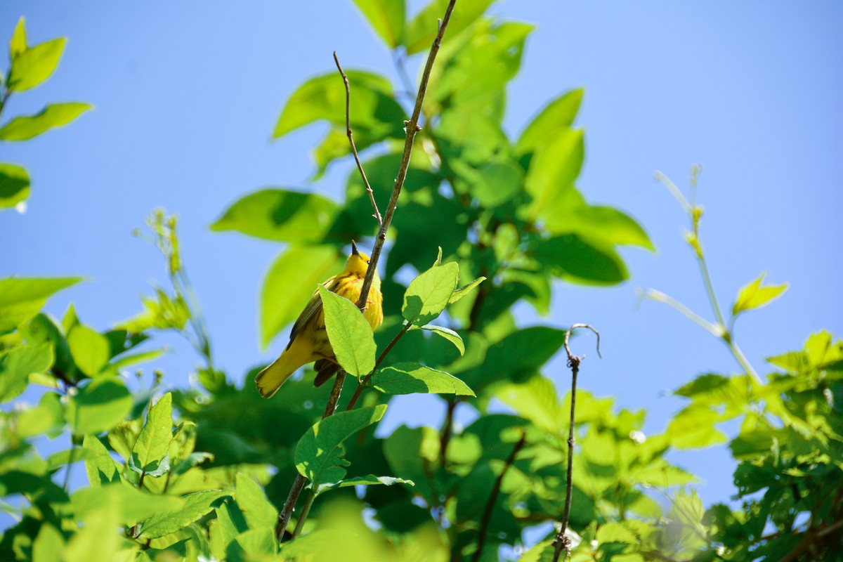 Northern Yellow Warbler - ML646694245
