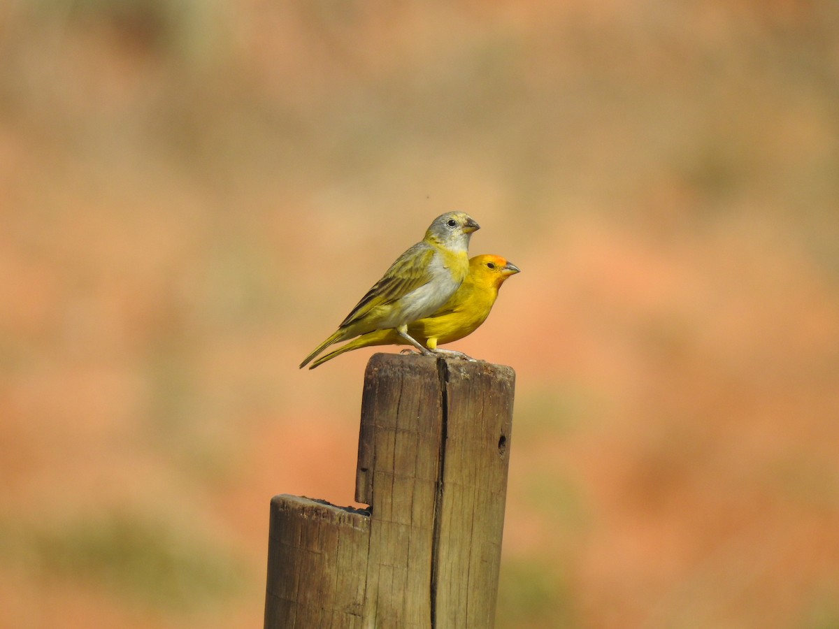 Saffron Finch - ML646694246