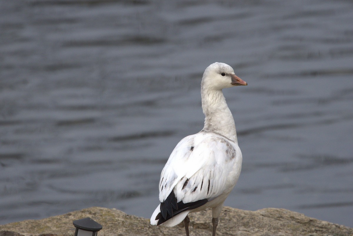 Ross's Goose - ML646694248