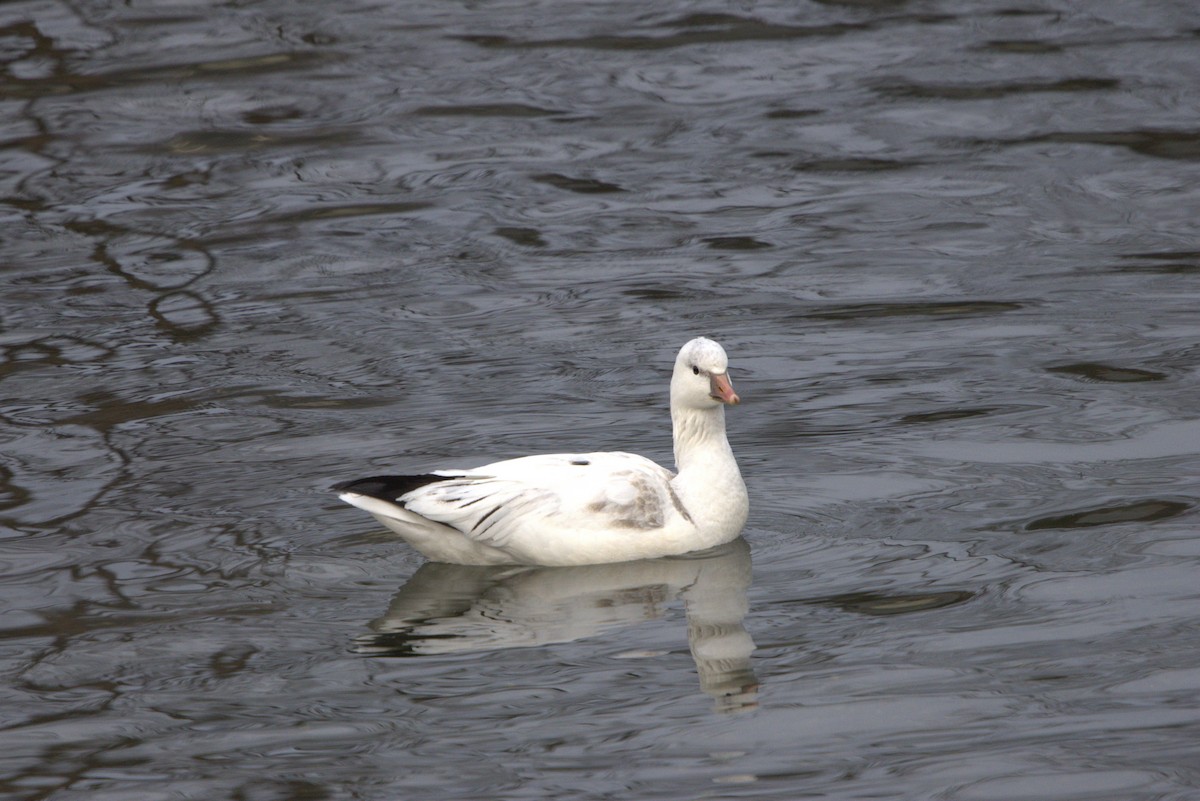 Ross's Goose - ML646694249