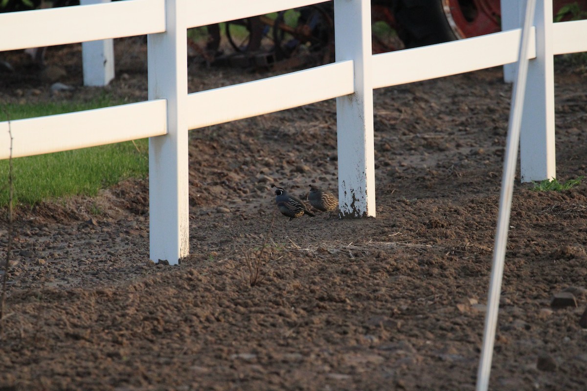 California Quail - ML646694250