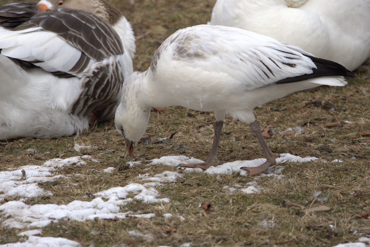 Ross's Goose - ML646694251