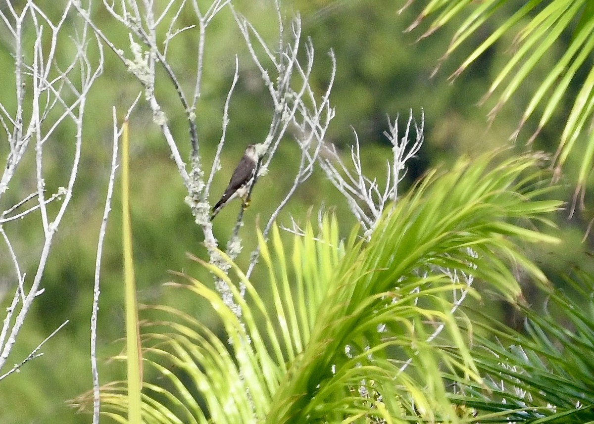 Merlin - ML646694253