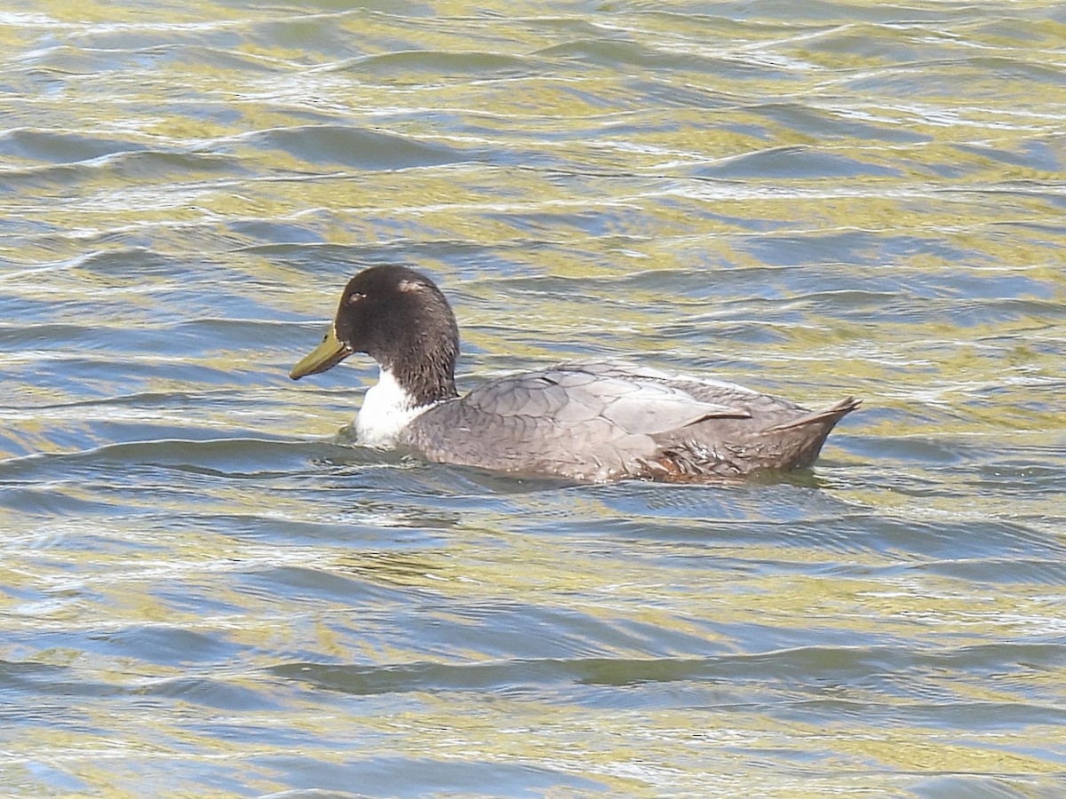 Mallard (Domestic type) - ML646694254