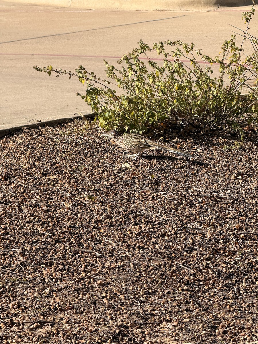 Greater Roadrunner - ML646694255