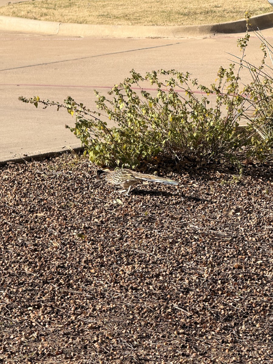 Greater Roadrunner - ML646694256