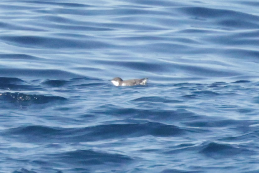 Scripps's Murrelet - ML646694257