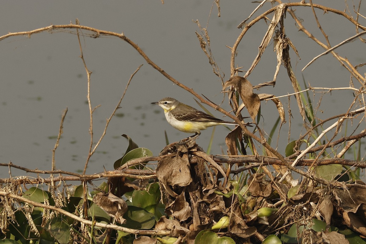 Western Yellow Wagtail - ML646694260