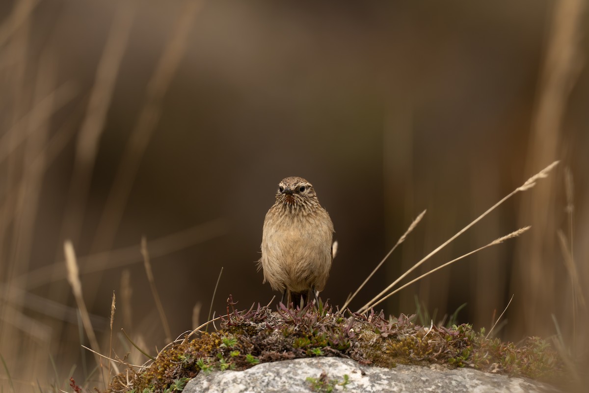 Streak-throated Canastero - ML646694275