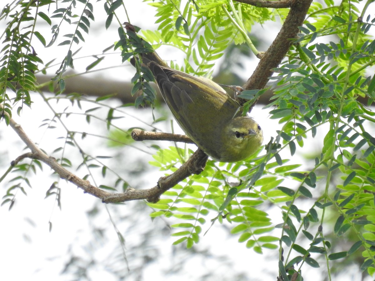 Tennessee Warbler - ML646694276
