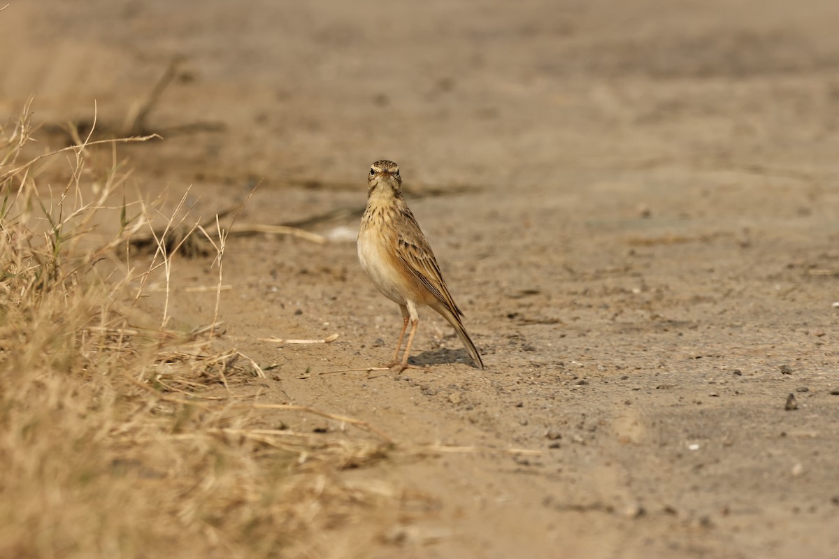Paddyfield Pipit - ML646694277