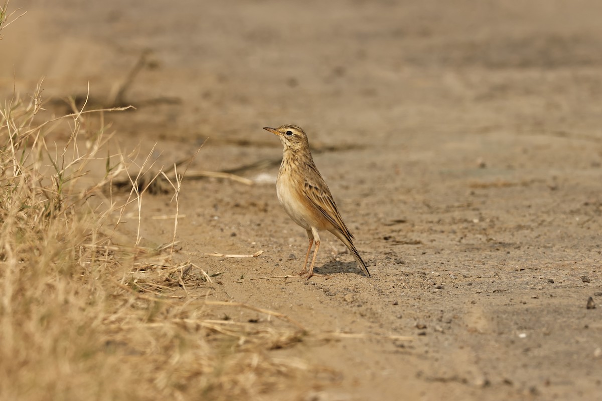 Paddyfield Pipit - ML646694278