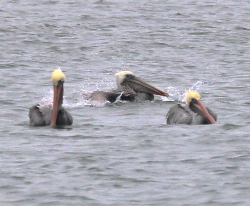 Brown Pelican - ML646694279