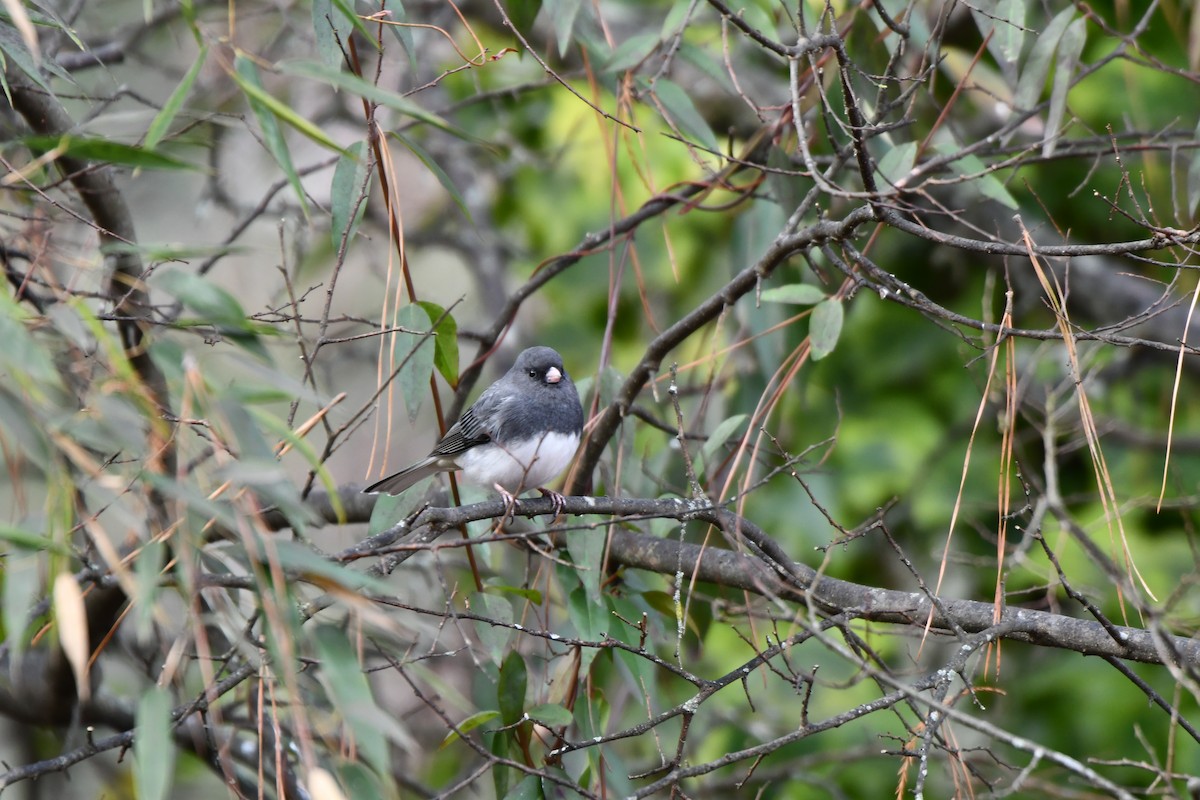 Dark-eyed Junco - ML646694280