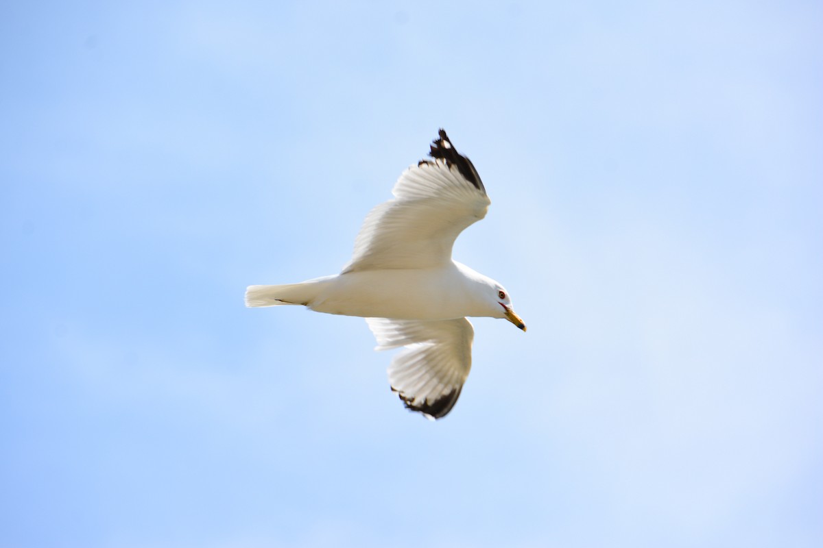 Ring-billed Gull - ML646694281