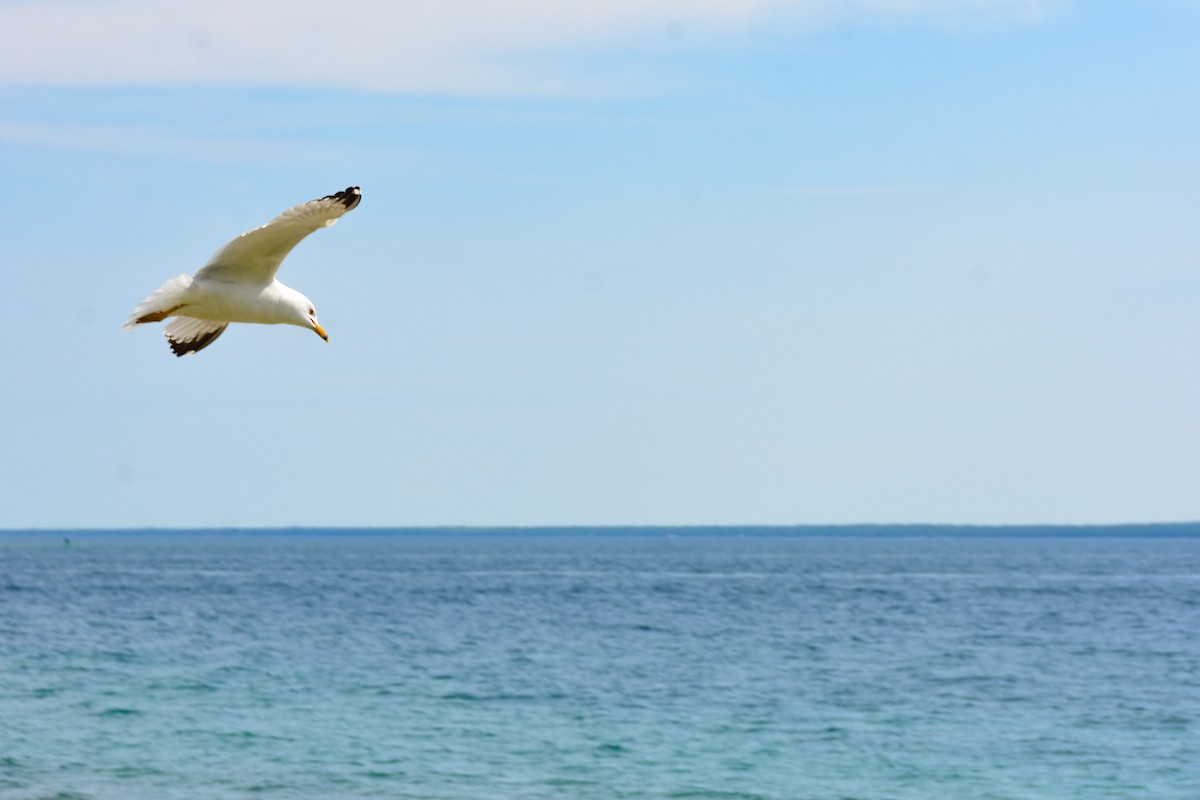 Ring-billed Gull - ML646694282