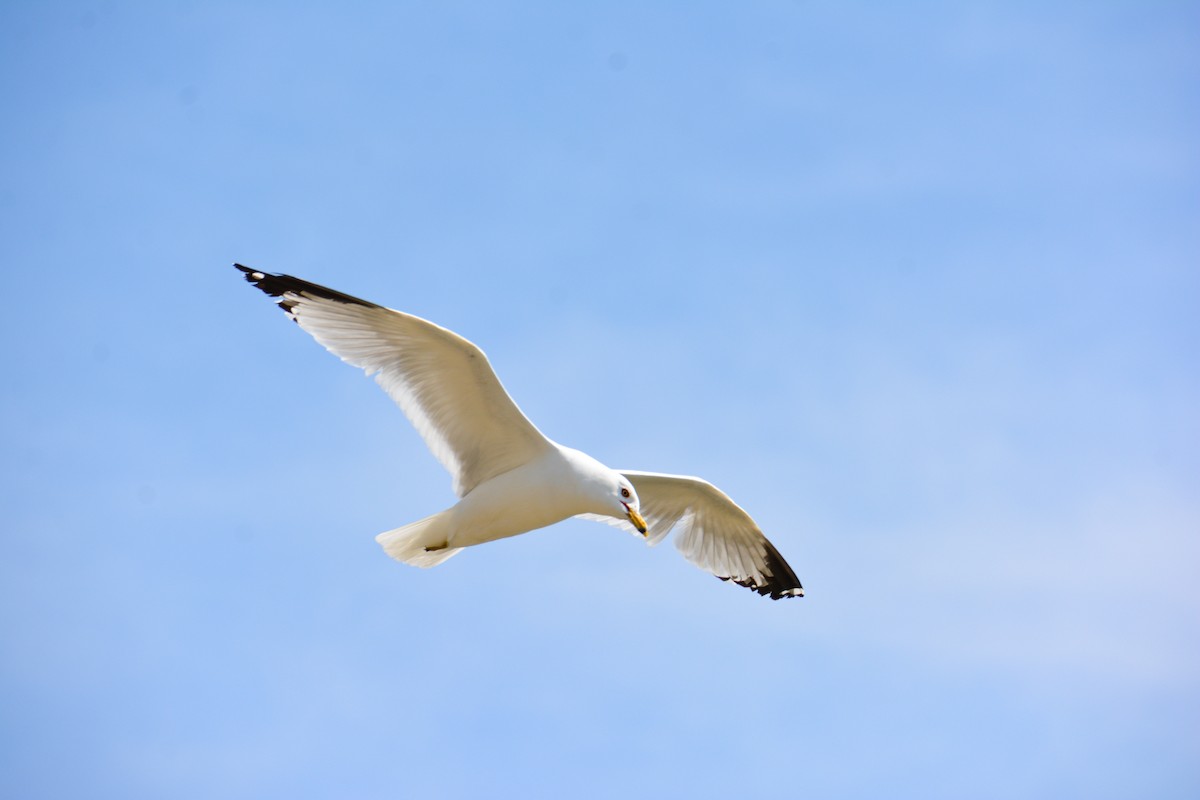 Ring-billed Gull - ML646694283