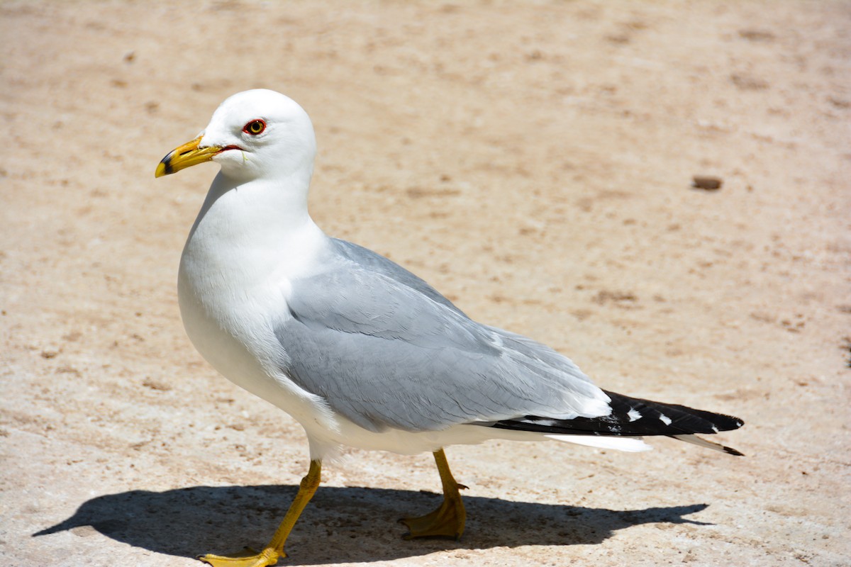 Ring-billed Gull - ML646694284