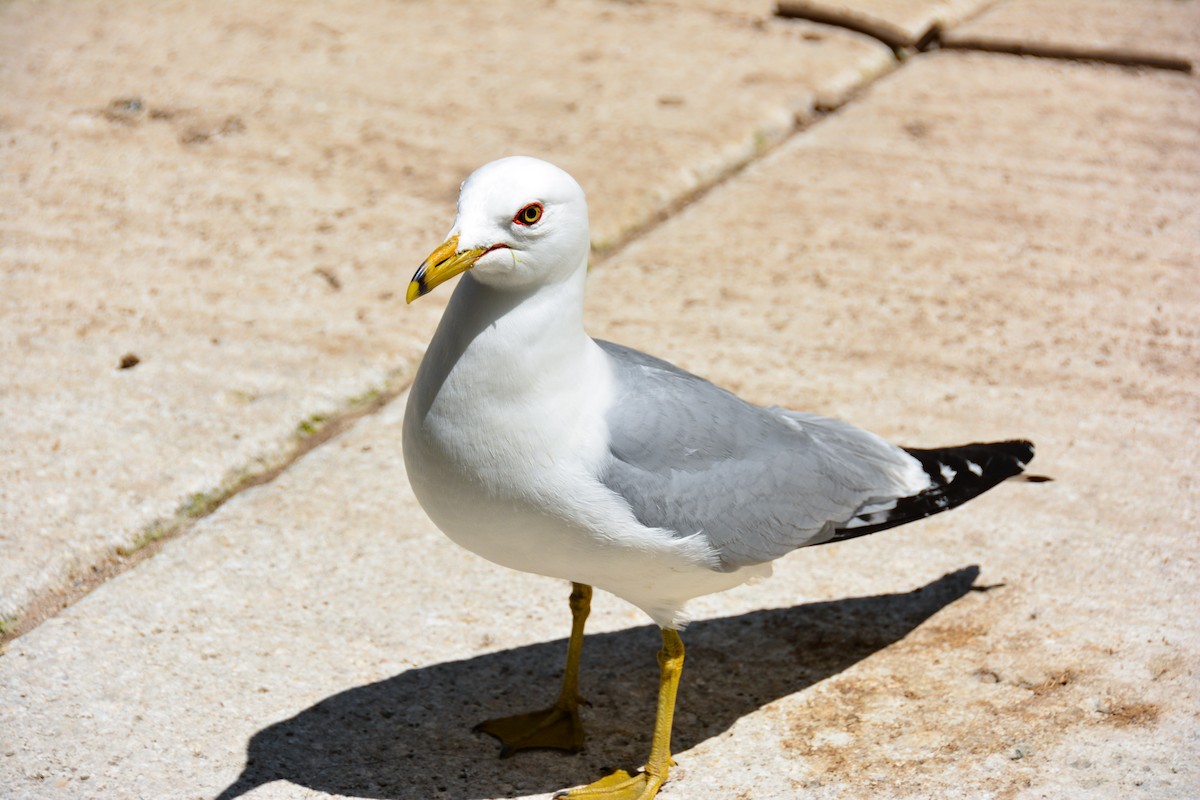 Ring-billed Gull - ML646694285