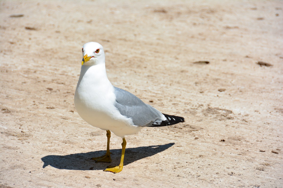 Ring-billed Gull - ML646694286