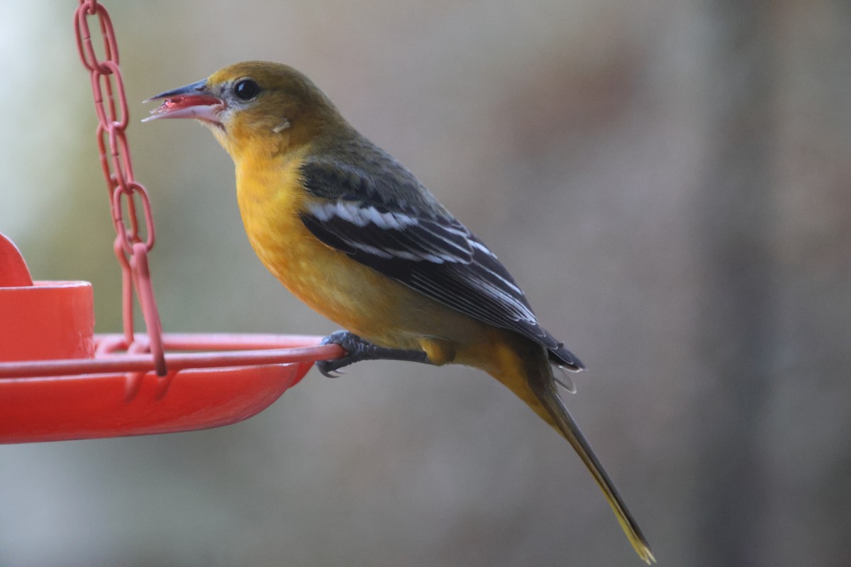 Baltimore Oriole - ML646694287
