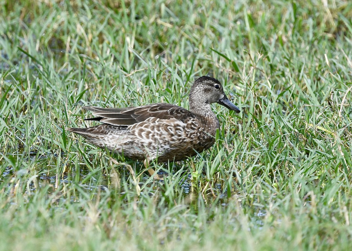 Blue-winged Teal - ML646694289