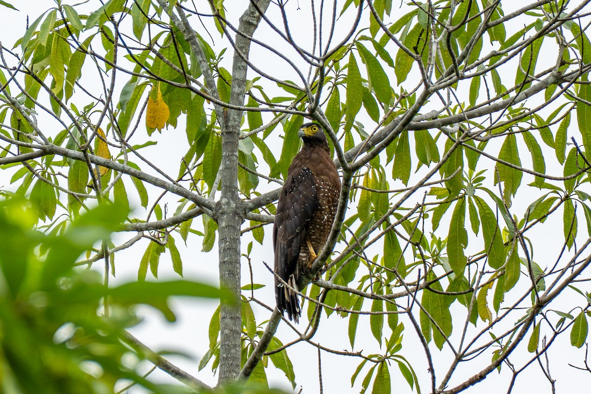 Crested Serpent-Eagle - ML646694290