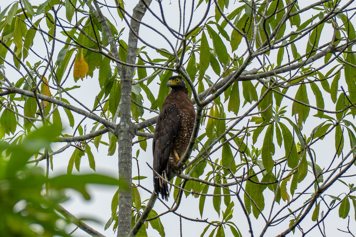 Crested Serpent-Eagle - ML646694291