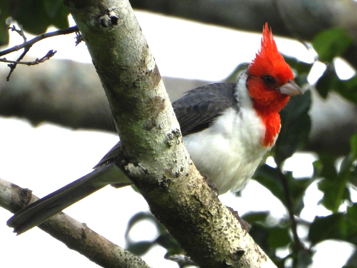 Red-crested Cardinal - ML646694292