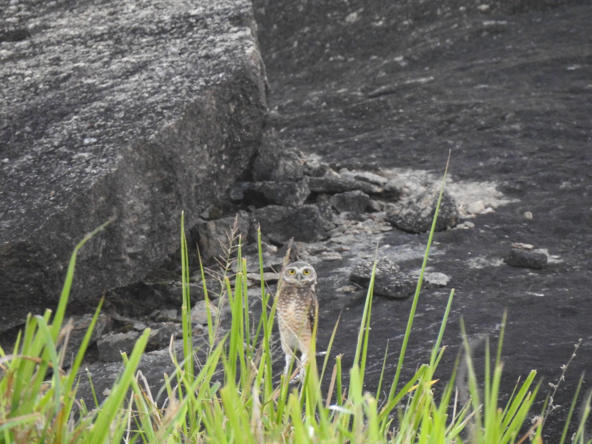 Burrowing Owl - ML646694293