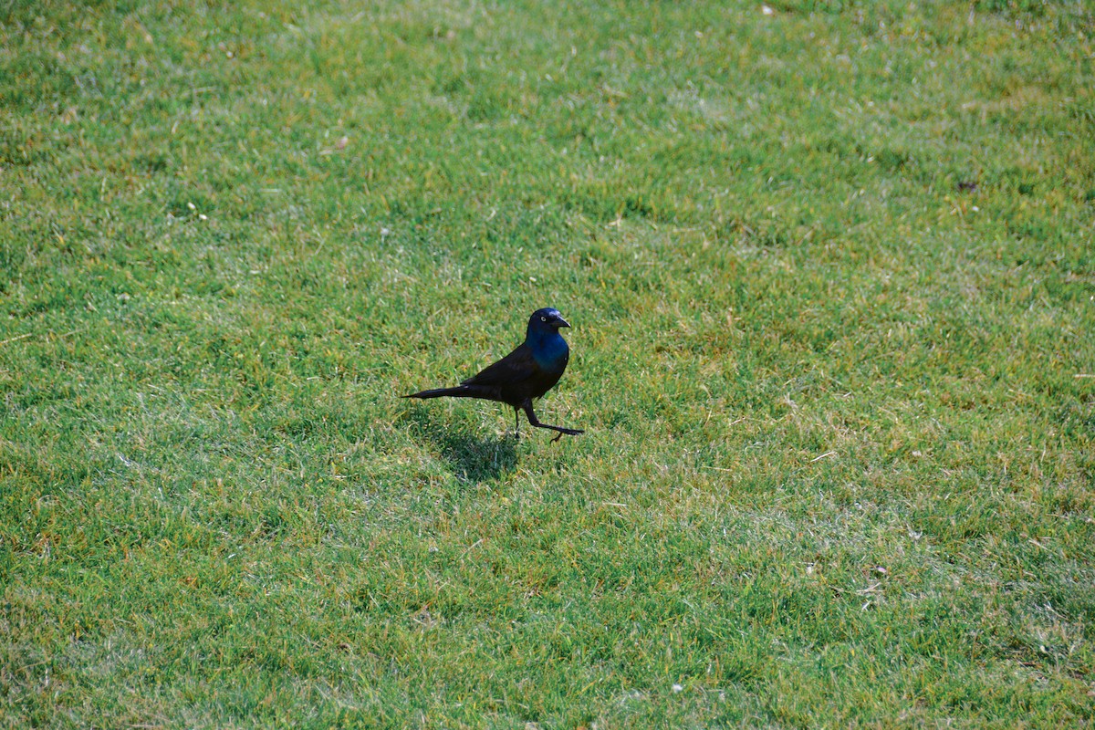 Common Grackle - ML646694295