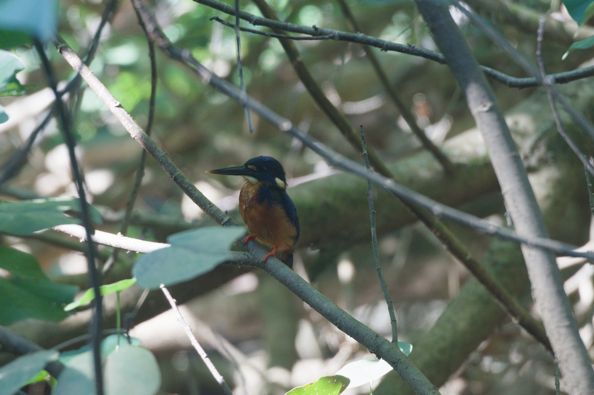 Azure Kingfisher - ML646694297