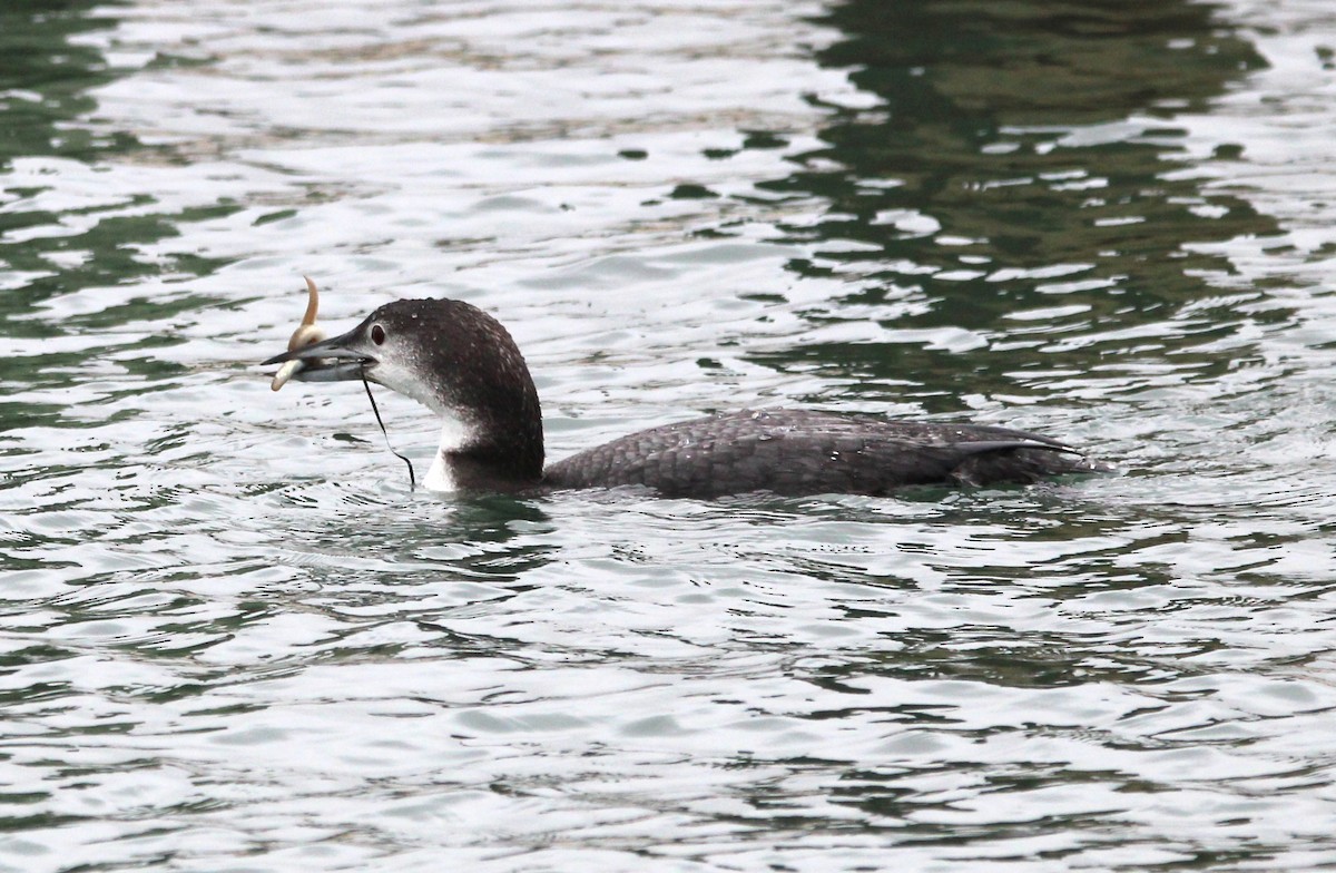 Strolaga maggiore - ML646694314