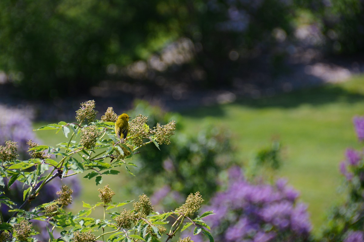 Northern Yellow Warbler - ML646694316
