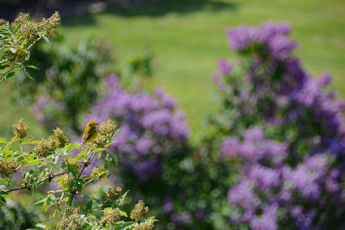 Northern Yellow Warbler - ML646694317