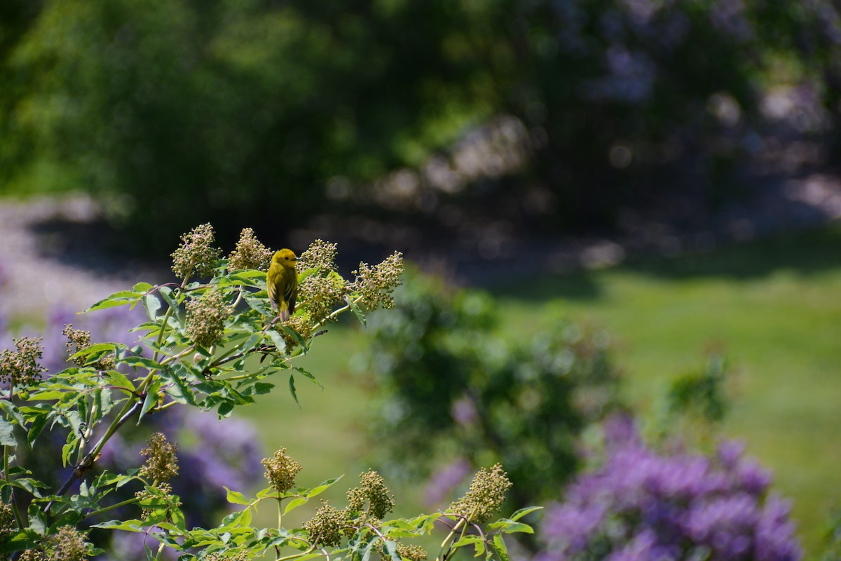 Northern Yellow Warbler - ML646694318