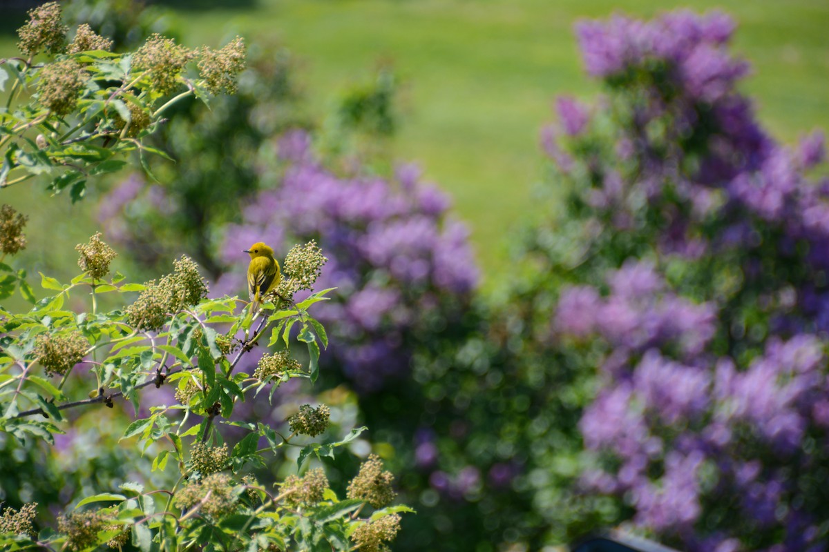Northern Yellow Warbler - ML646694319