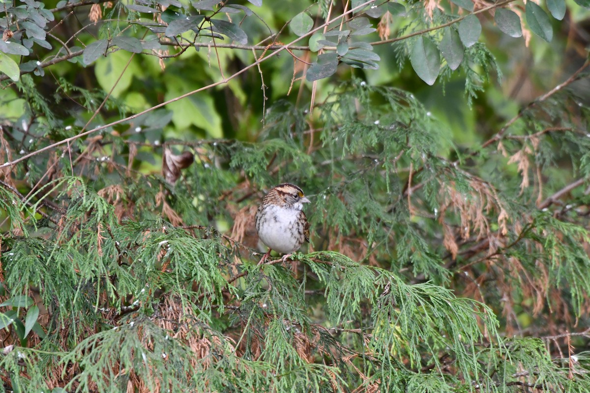 White-throated Sparrow - ML646694320