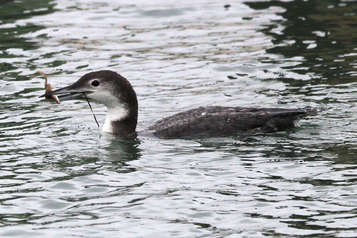 Strolaga maggiore - ML646694321