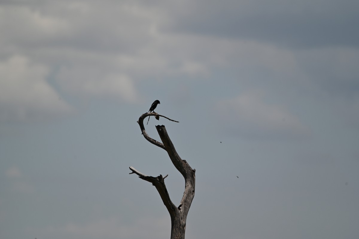 Magpie Shrike - ML646694330